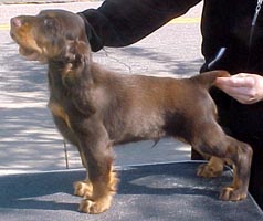 docker puppies promenade springer and field spaniels docker puppies promenade springer and field spaniels